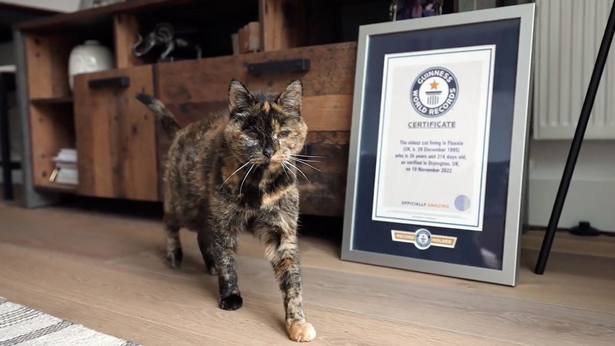 Nejstarší kočce světa je 26 let, oficiálně se stala rekordmankou